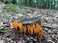 Narancsszínű enyveskorallgomba (Calocera viscosa), Zemplén